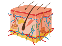 Skin Anatomy