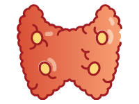 Thyroid Gland
