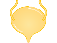 Urinary Bladder