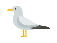 Seagull