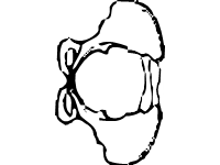 Abdominal