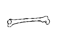 Bone 3