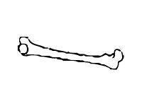Bone 4