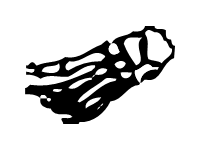 Foot