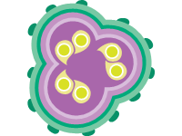 Cell 4