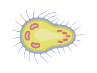 Cell 6