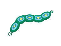 Ebolla