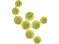 Streptococci