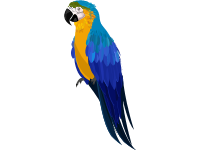 Scarlet Macaw