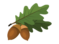 Acorns