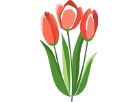 Tulips
