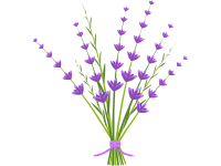 Lavender