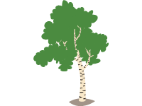 Silver Birch