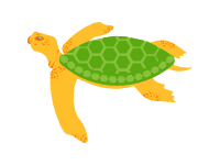 Sea Turtle