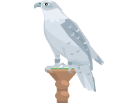 Falcon