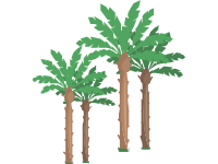 Palm Trees