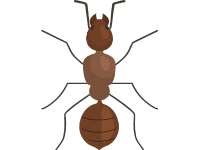 Ant