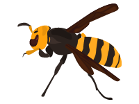 Asian wasp