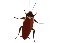 Brown Anded Cockroach