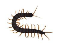 Centipede