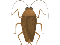 Cockroach