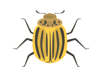 Colorado Potato Beetle