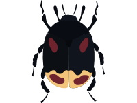 Earth Boring Dung Beetle