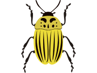 False Potato Beetle