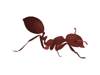 Fire Ant