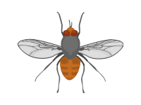 Flesh Fly