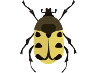 Goliath Beetle