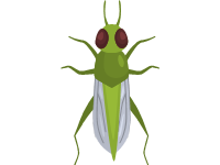 Grasshopper