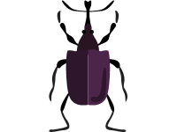 Great Silver Water Beetle
