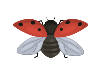 Ladybug