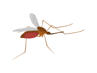 Mosquito