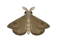 Moth