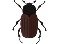 Scarab Beetle