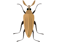 Stag Beetle