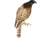 Sparrowhawk