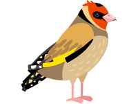 Goldfinch