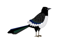 Magpie