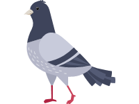 Pigeon