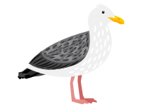 Seagull