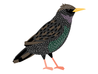 Starling