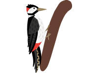 Woodpecker