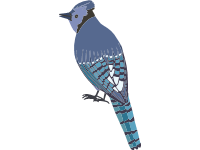 Blue jay