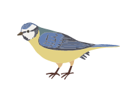 Blue tit