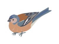 Chaffinch