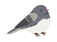 Dark Eyed Junco