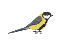 Great tit